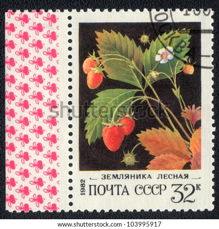 USSR - CIRCA 1982: A stamp printed in USSR  shows Wild strawberry, from series \