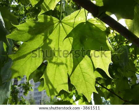 Maple leaf in bright sunshine