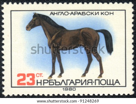 BULGARIA - CIRCA 1980: A stamp printed in BULGARIA shows  a Anglo-Arabian horse, horse breed  series , circa 1980