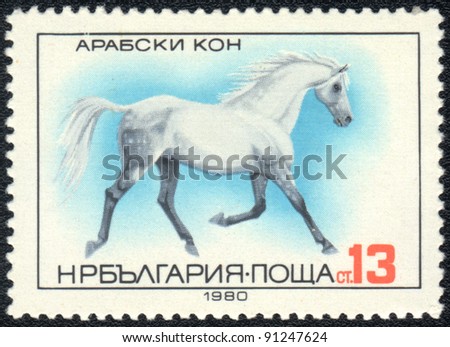 BULGARIA - CIRCA 1980: A stamp printed in BULGARIA shows  a Arab horse, horse breed  series , circa 1980