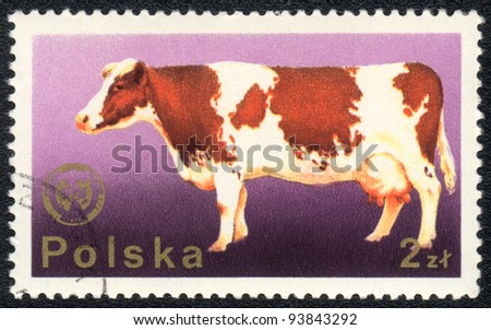POLAND - CIRCA 1980: A stamp printed in POLAND  shows a cow, from series Domestic animals, circa 1980