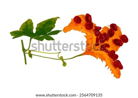 Image, Stock Photo Cucumber seeds in a female palm. Planting seeds in paper cardboard cup at home, hobby