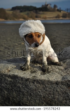 Funny jack russel terrier dog with a winter hat.