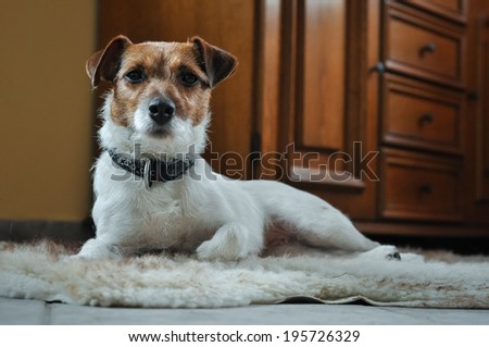 Jack russel terrier lady on the carpet