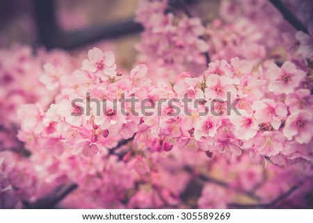 spring sakura pink flower with sun sky vintage color toned abstract nature background.(Vintage filter effect used)