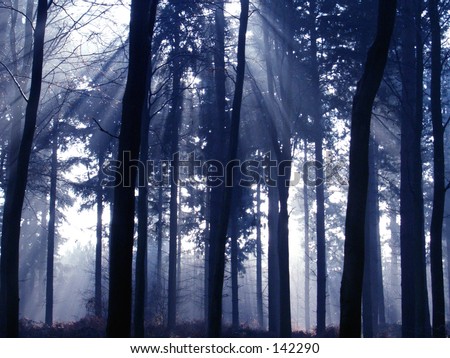 sunlight through misty forest trees sun beams wood branches lazer color green blue