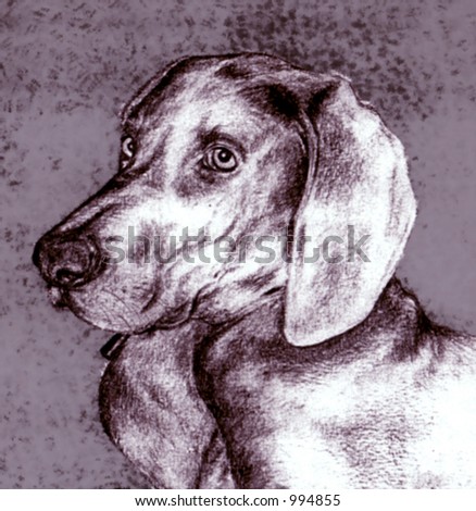 Dog drawing in pencil