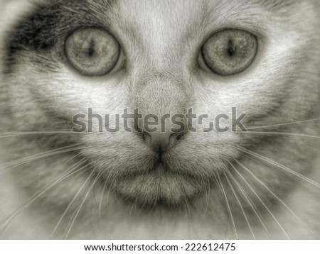 grey white cat face