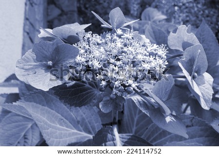 grey hortensia flower - condolences card background