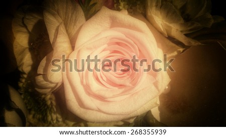 vintage rose head background, condolences card background