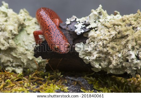 A Black-lipped Salamander crawls between bits of moss.