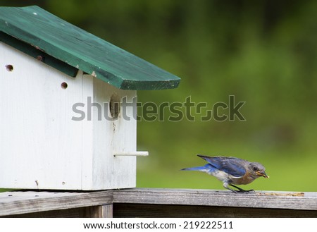 Bluebird eating meal worms near his house.