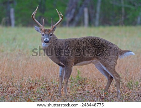 White tailed deer in Cades Cove, part of the Smoky Mountains.