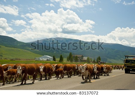 Cattle drive in the middle of the road