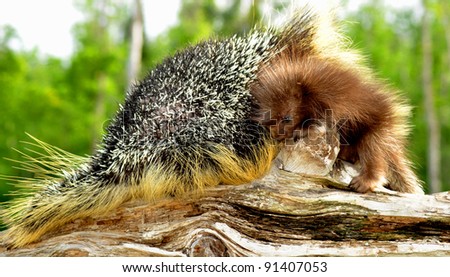 Mother and baby porcupine with quills turned up