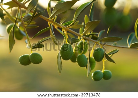 black ripe olive on olive tree - details - leaves and branches - Stock  Image - Everypixel