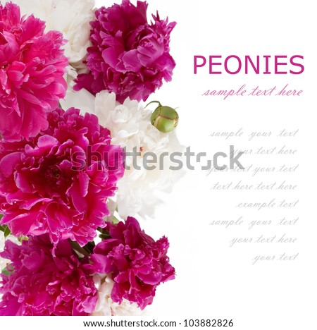 Purple and white peonies flowers background isolated on white with sample text