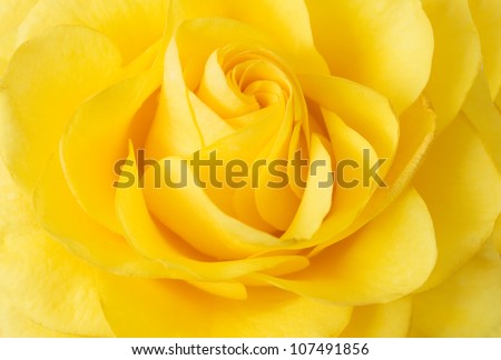 Yellow rose closeup background