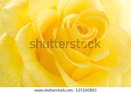 Yellow rose macro