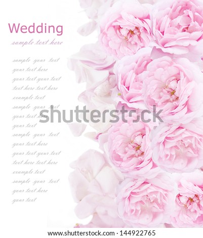 Wedding background with tea roses and petals isolated on white with sample text
