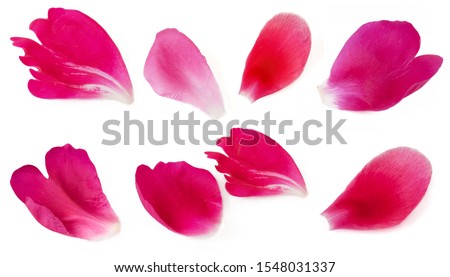 Similar – Image, Stock Photo Pink peony petals rose flowers