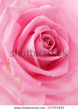 Pink rose closeup