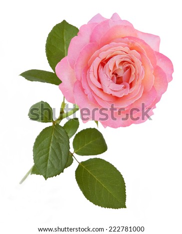 Pink rose closeup isolated on white background. One rose