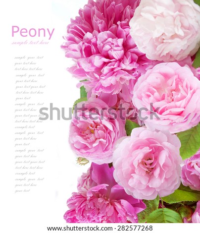 Peony and roses flower background isolated on white with sample text