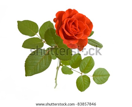 Orange rose with leaves isolated on white