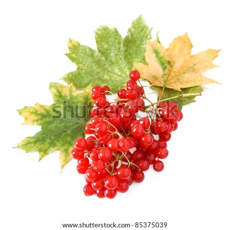 Red berries of Viburnum with autumn maple leaves isolated on white