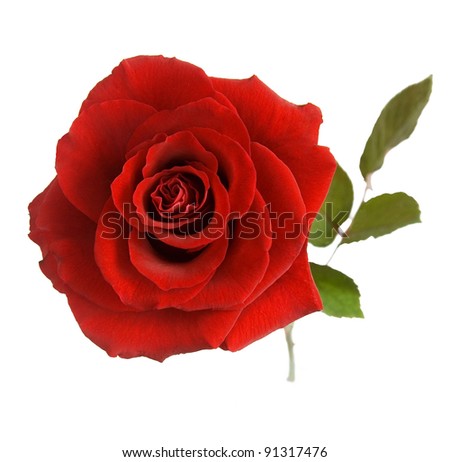 Red Rose With Leaves Isolated On White Stock Photo 91317476 : Shutterstock