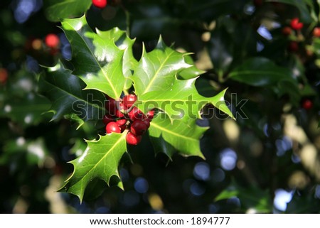 Red berries from a holly tree