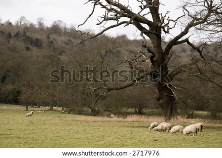 Sheep in a meadow, England