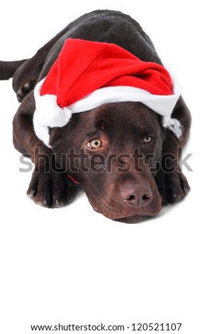 Chocolate labrador retriever dog laying with santa\'s hat