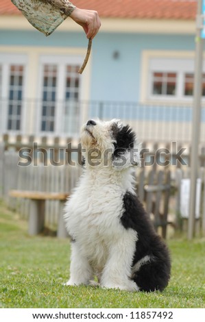 baby Old English Sheepdog playing with a stick