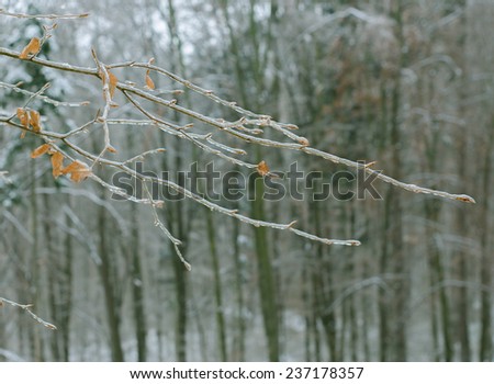Frozen plant,Winter background,flower covered with snow.