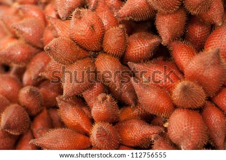 Rakum palm fruits - Salacca wallichiana C. Martius