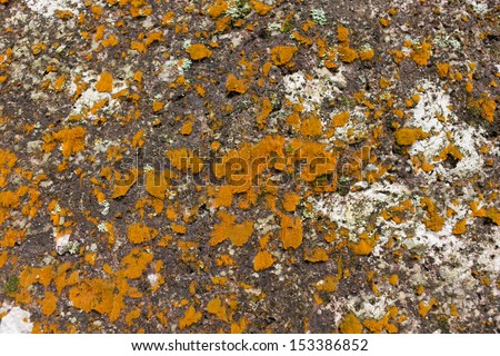 yellow moss on natural stone