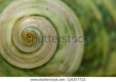 Close up of a green spiral and curly shell texture