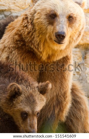 Grizzly (Ursus arctos) bear cubs with mother