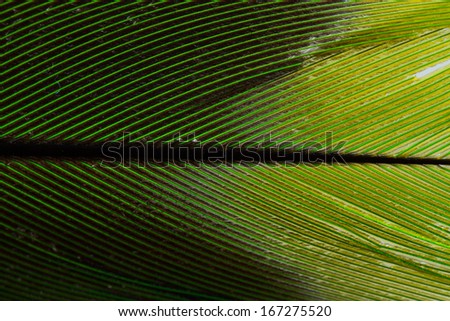 Green Parrot Feather Detail Close up