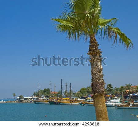 Exotic view on port Turkey Side with blue sky and palm tree
