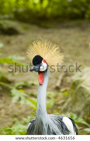 Crowned crane bird with natural background
