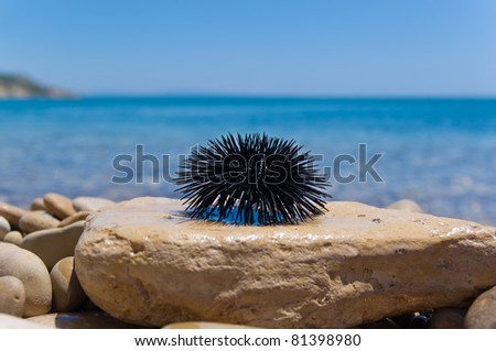 sea urchin on rock with sea background
