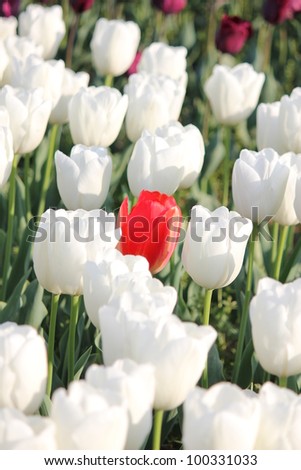 Red tulip in white tulip flower field