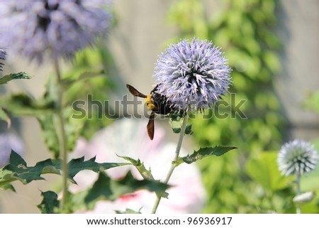 Bee on purple round flower