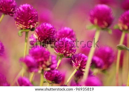 Purple round flower filed