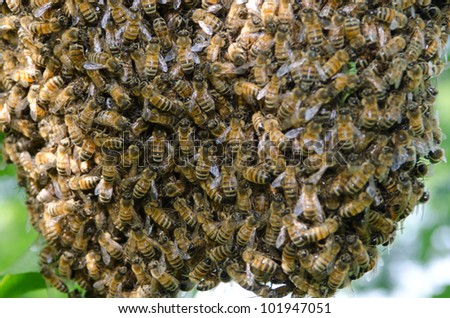 A swarm of European honey bees clinging to a tree