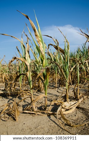 Field of corn damaged during drought in midwest USA.
