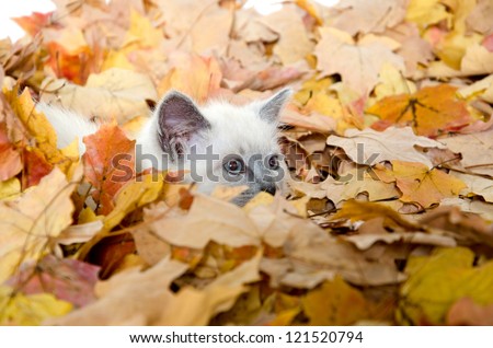 Cute baby kitten hiding in a pile of fall leaves